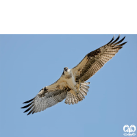 گونه عقاب ماهیگیر Osprey